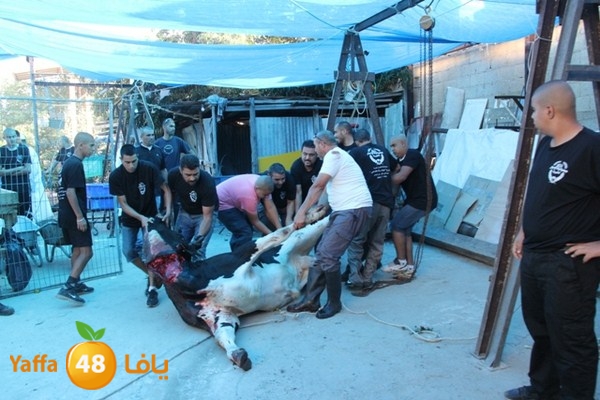 ada7y 116 n1 (23).JPG